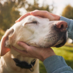 Importance of ветеринарная клиника Vetcitypets Clinic - 2025